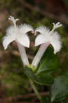 Partridgeberry